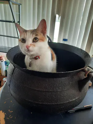 Avatar of frankieg
