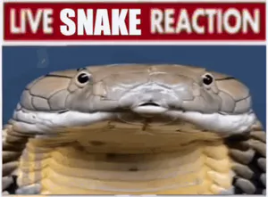 Avatar of slippery snek
