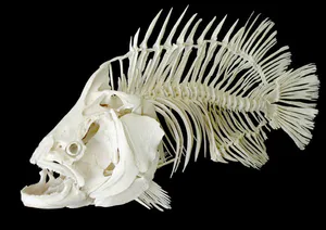 Avatar of Fishbones