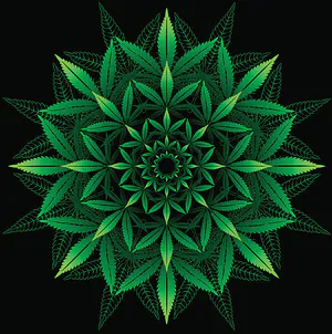 Avatar of Marihuana S