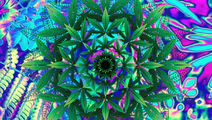 Avatar of Major Land