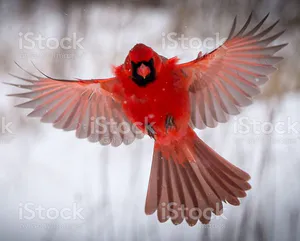 Avatar of RedCardinal