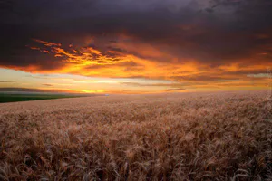 Avatar of wheat