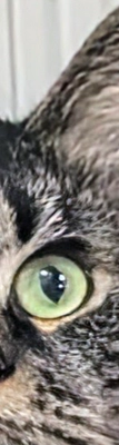 Avatar of 3cats