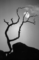 Avatar of Rivers