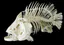 Avatar of Fishbones
