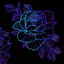 Avatar of Rose