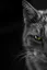 Avatar of Nortee