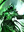 Avatar of Wailing Doom