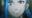 Avatar of Tebbie