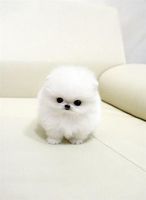 Avatar of Puppytart