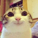 Avatar of ACatPLaying