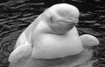 Avatar of Da Big Whale
