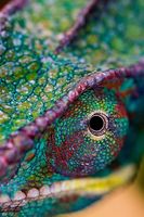 Avatar of LizardLady