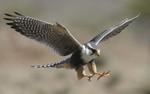 Avatar of FalconCliff