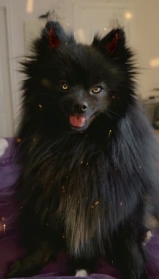 Avatar of Wolvena